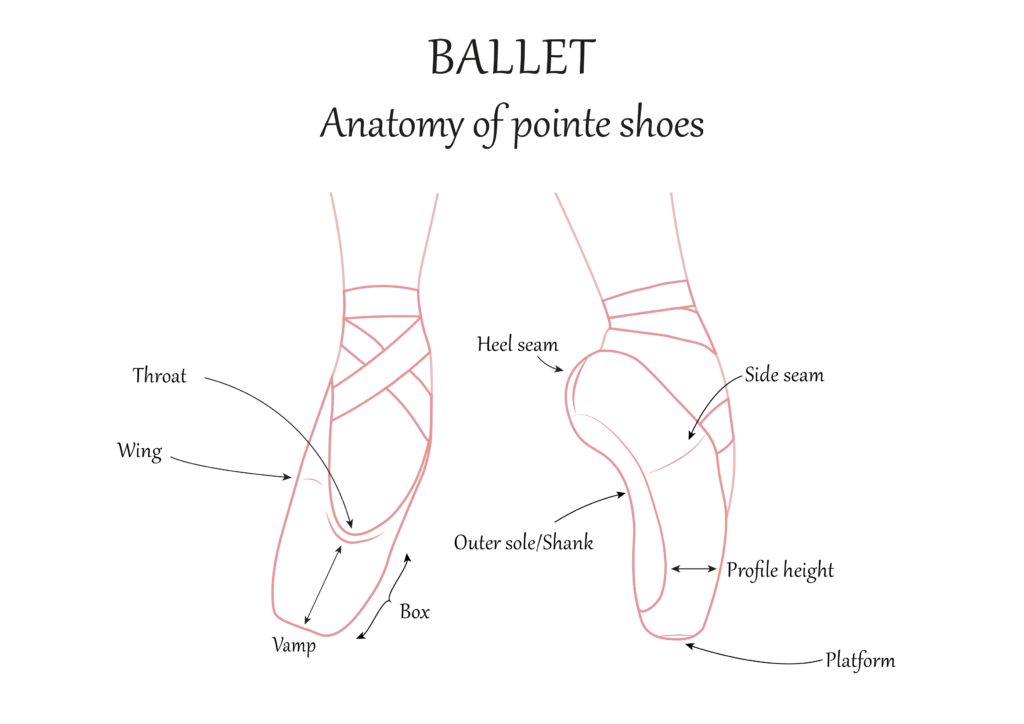 anatomy of pointe shoes ballet