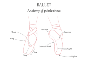 anatomy of pointe shoes ballet